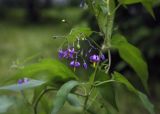 Solanum dulcamara. Соцветие с цветками и незрелыми плодами. Пермский край, г. Пермь, Кировский р-н, разреженный сосновый бор. 09.07.2017.