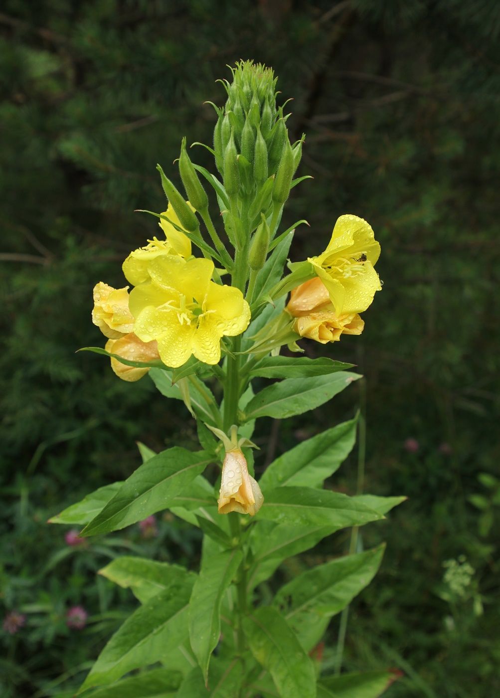 Image of Oenothera biennis specimen.