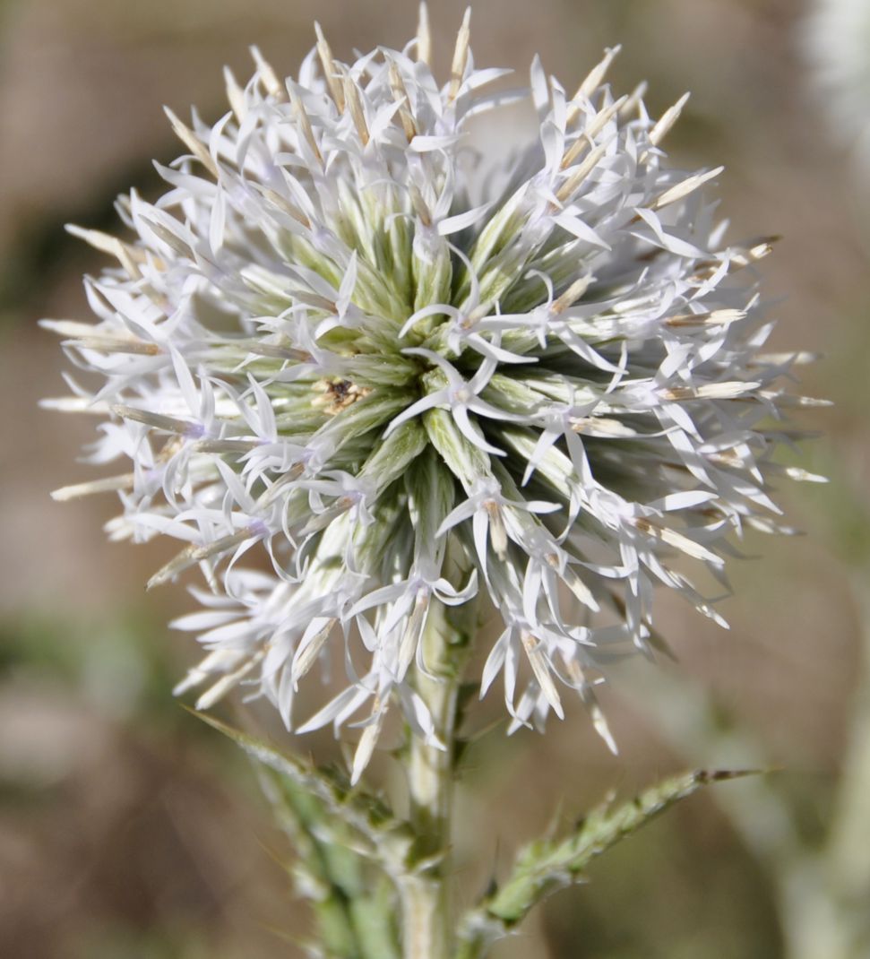 Изображение особи Echinops albidus.