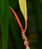 Rhizophora apiculata