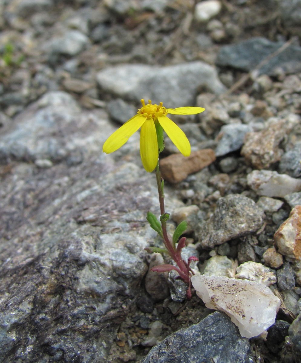 Image of Senecio sosnovskyi specimen.