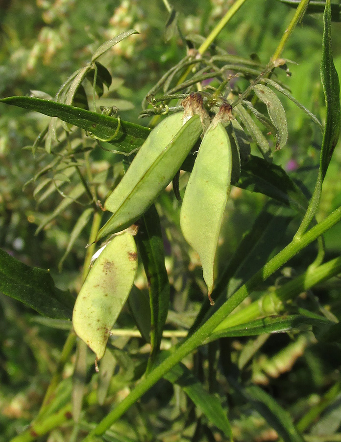 Image of Vicia cracca specimen.