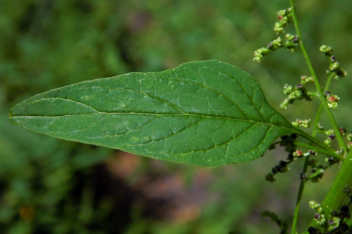 Изображение особи Lipandra polysperma.