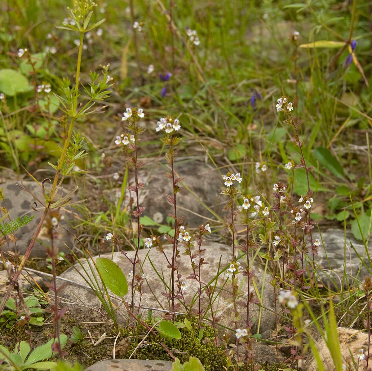 Изображение особи род Euphrasia.