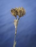 Dianthus pseudarmeria. Высохшая верхушка плодоносящего побега. Крым, Черноморский р-н, окр. пос. Оленевка, урочище Атлеш, известковые обнажения. 18.07.2017.