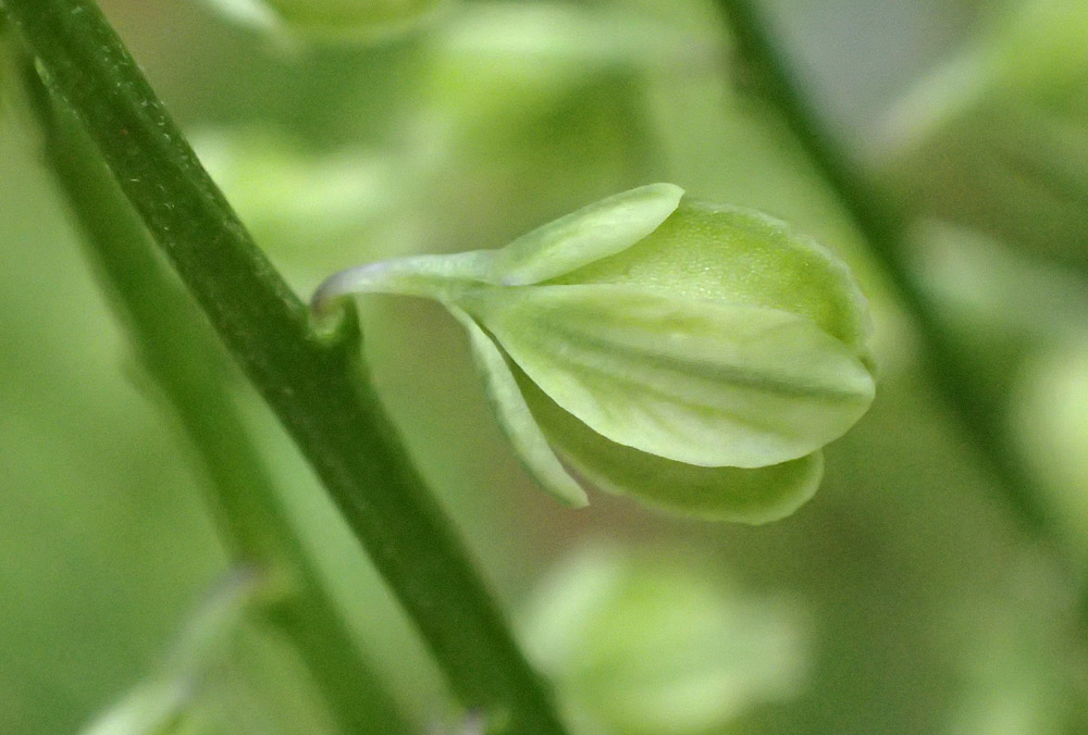 Image of Polygala amarella specimen.