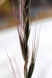 Elymus dahuricus