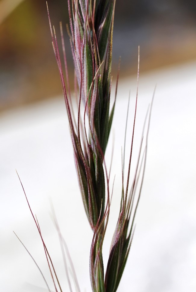 Изображение особи Elymus dahuricus.