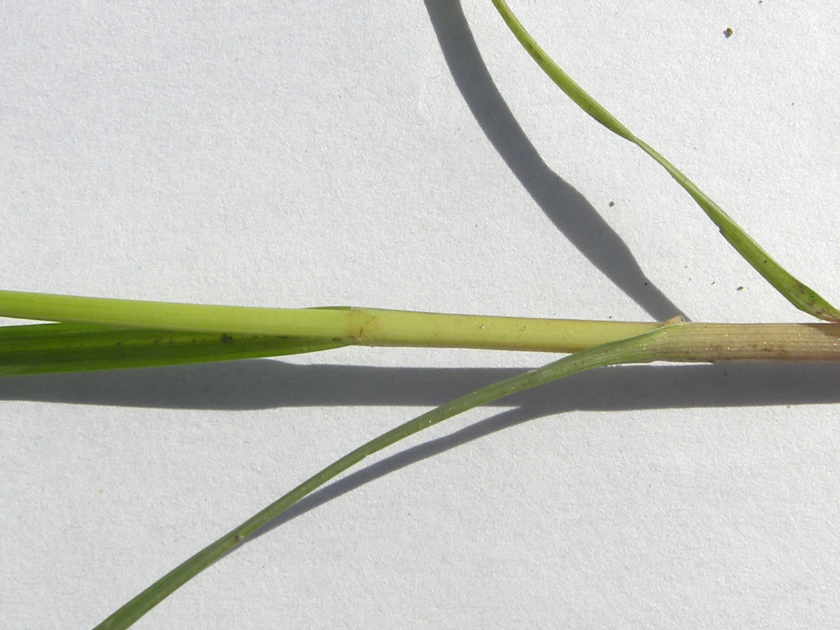 Image of Cyperus glomeratus specimen.
