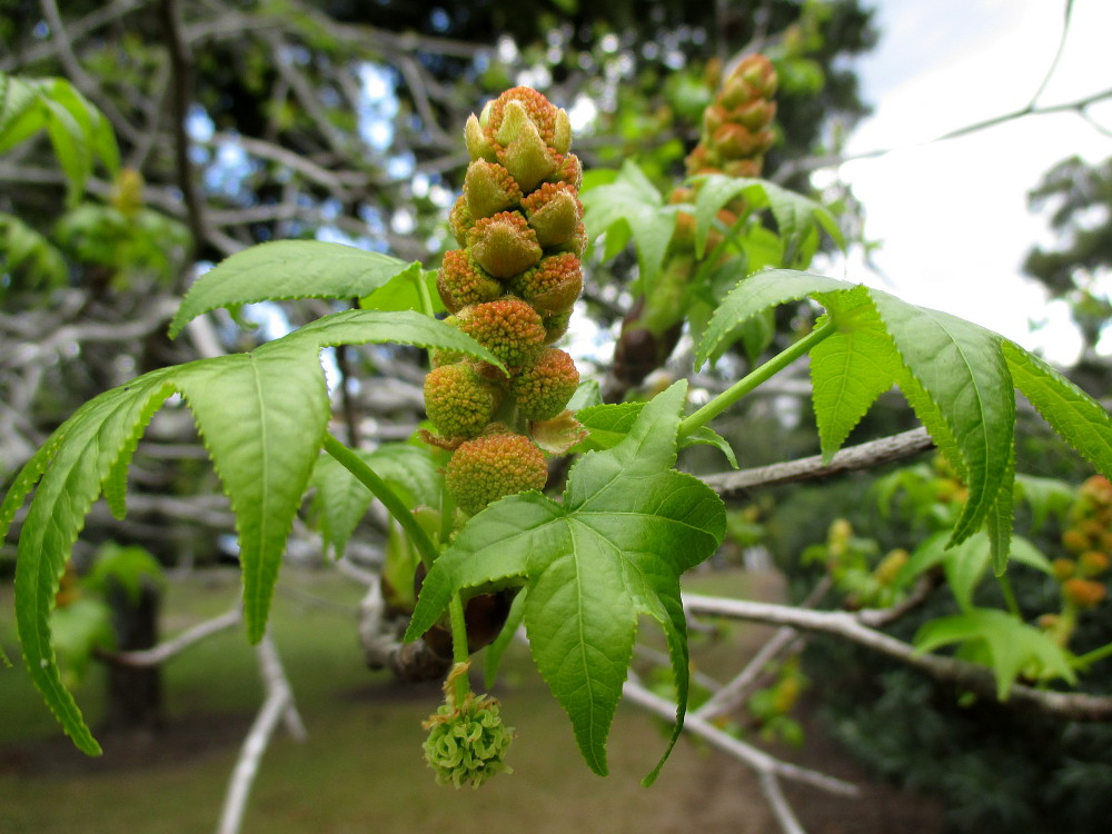 Изображение особи Liquidambar styraciflua.