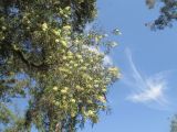 Callistemon salignus