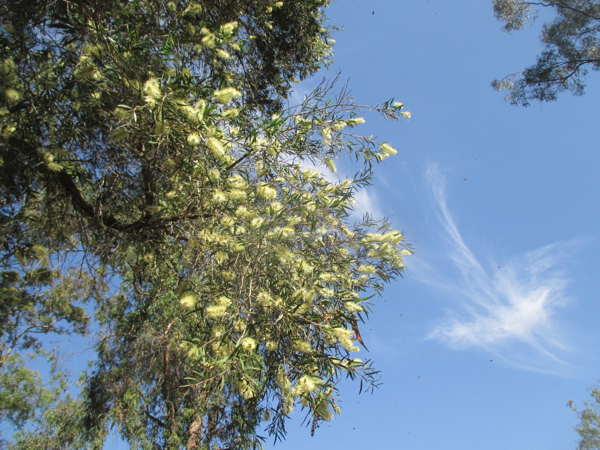 Image of Callistemon salignus specimen.