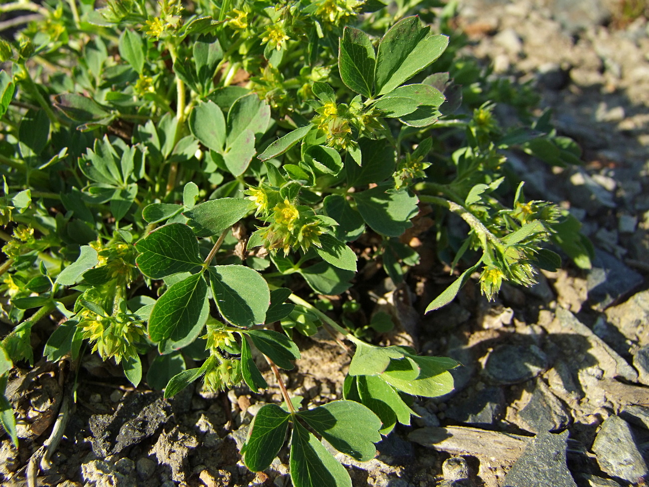 Изображение особи Sibbaldia procumbens.