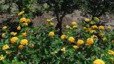 Lantana camara. Верхушки цветущих ветвей с кормящейся бабочкой. Греция, о. Родос, в культуре. Июль 2017 г.