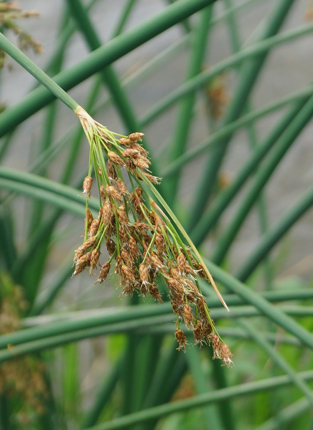 Image of Schoenoplectus lacustris specimen.