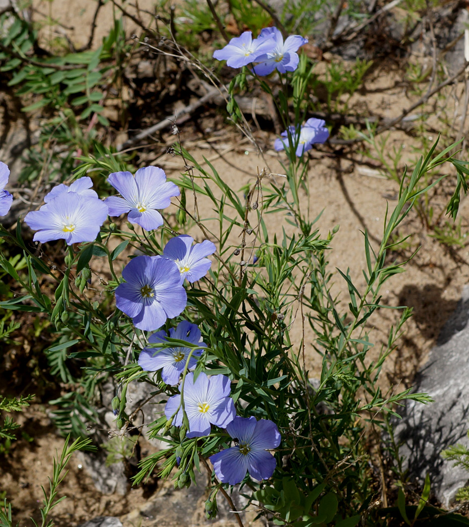 Image of Linum komarovii specimen.