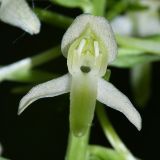 Platanthera × mixta. Цветок. Приморский край, Ольгинский р-н, окр. пгт Ольга, устье р. Аввакумовка на левом берегу, белоберёзово-дубовый лес на приморской песчаной террасе. 05.07.2017.