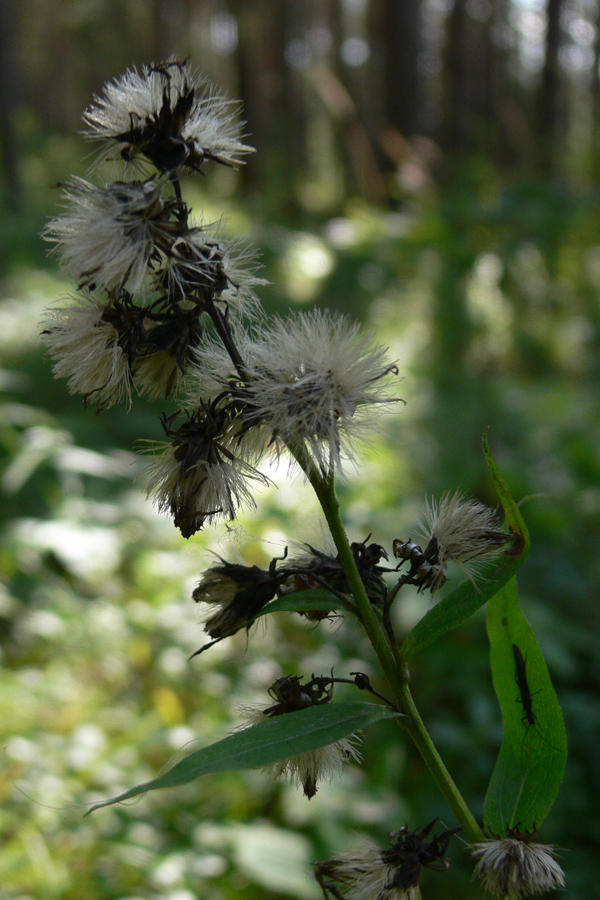Image of Solidago virgaurea specimen.