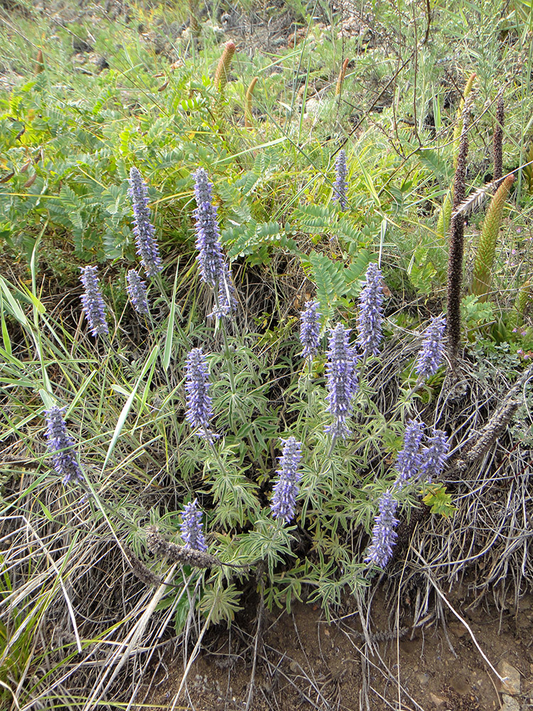 Image of Schizonepeta multifida specimen.