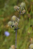 Eryngium planum