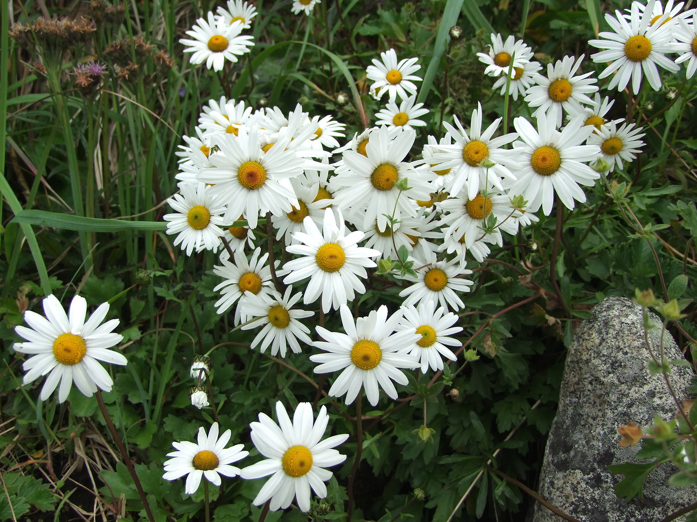 Image of Arctanthemum arcticum specimen.