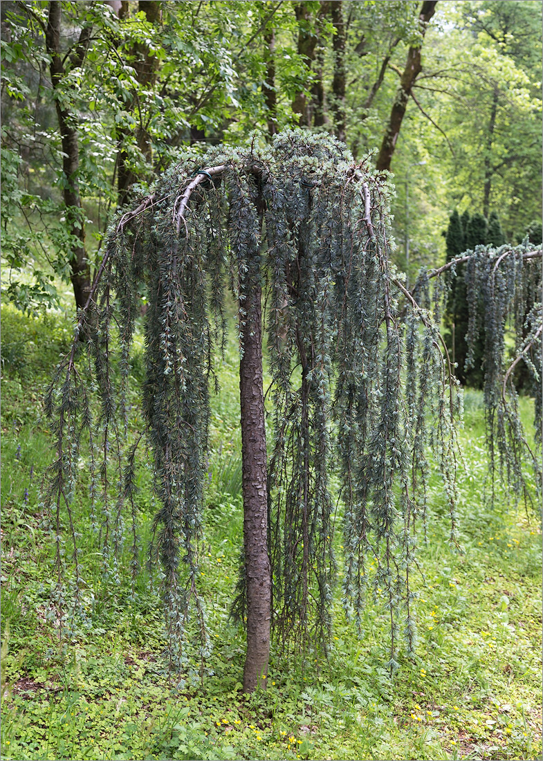 Image of Cedrus atlantica specimen.