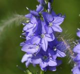 Veronica teucrium