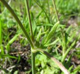 Ranunculus balkharicus. Стеблевой лист. Кабардино-Балкария, Эльбрусский р-н, долина р. Ирик, ок. 2600 м н.у.м., субальпийский луг. 13.07.2016.