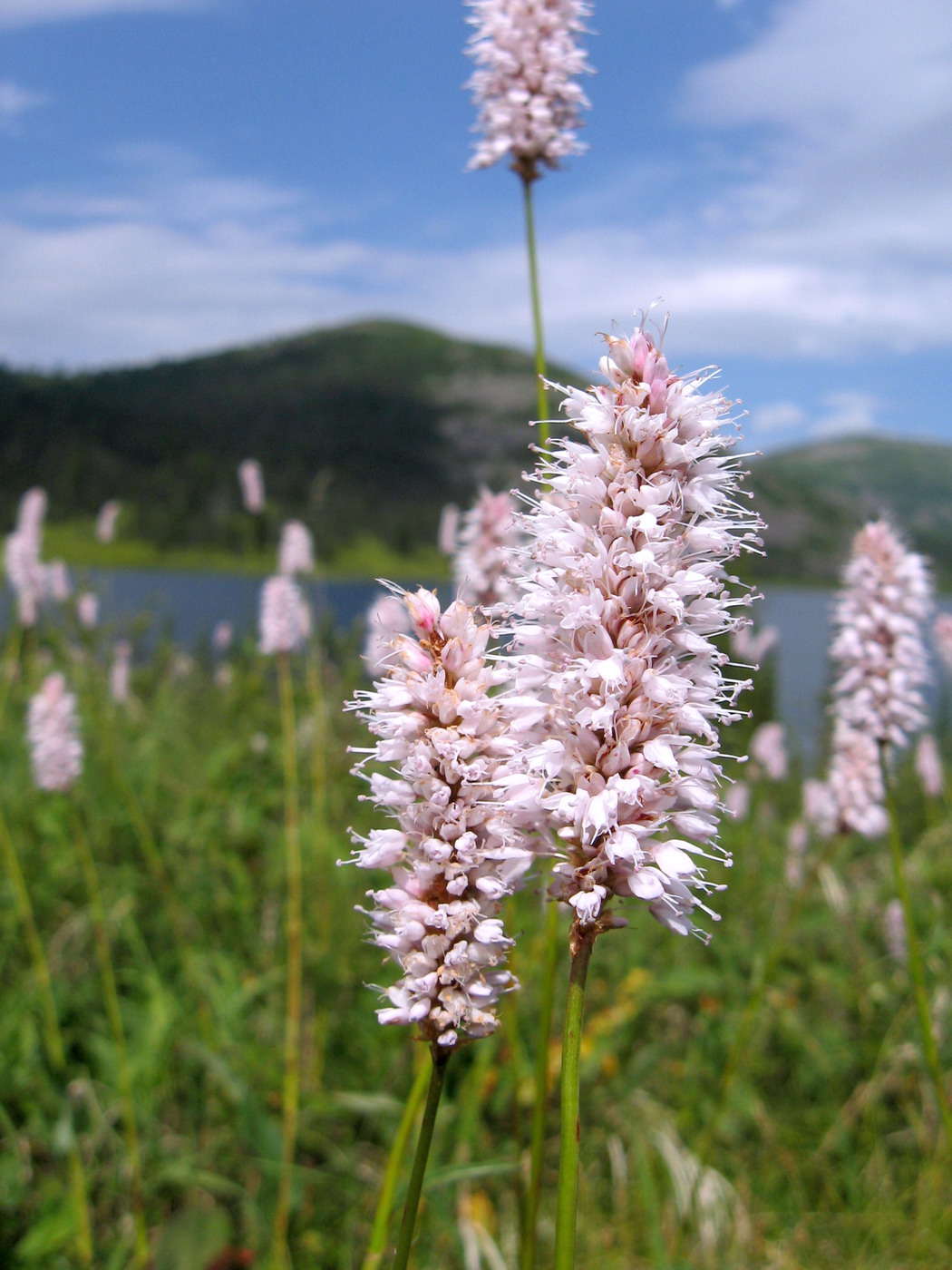 Изображение особи Bistorta officinalis.