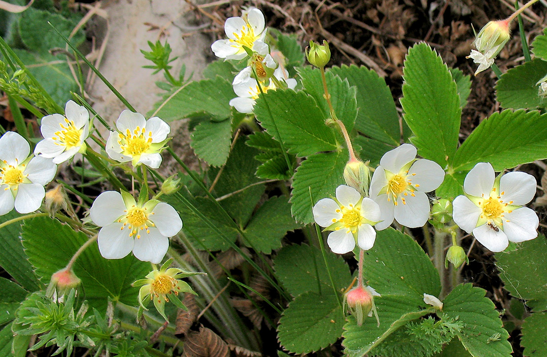 Изображение особи Fragaria viridis.