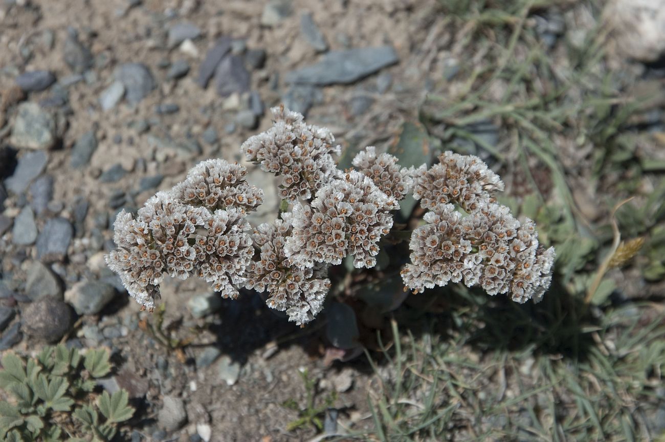 Изображение особи Goniolimon speciosum.