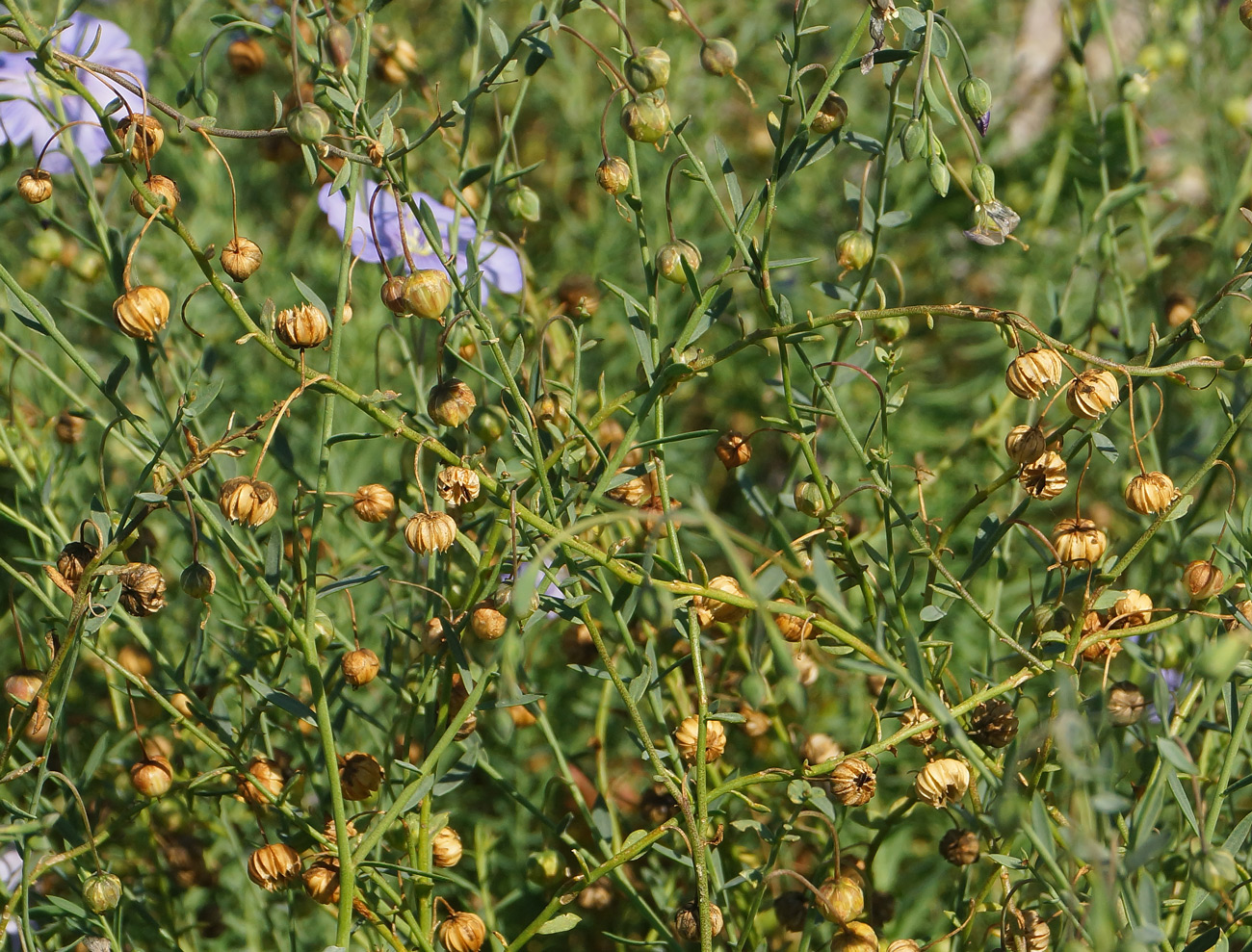 Изображение особи Linum perenne.