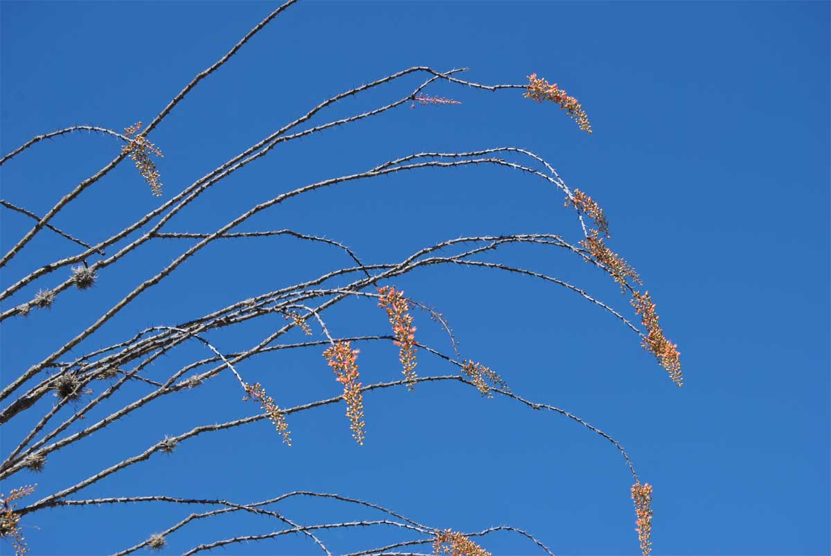 Изображение особи Fouquieria splendens.