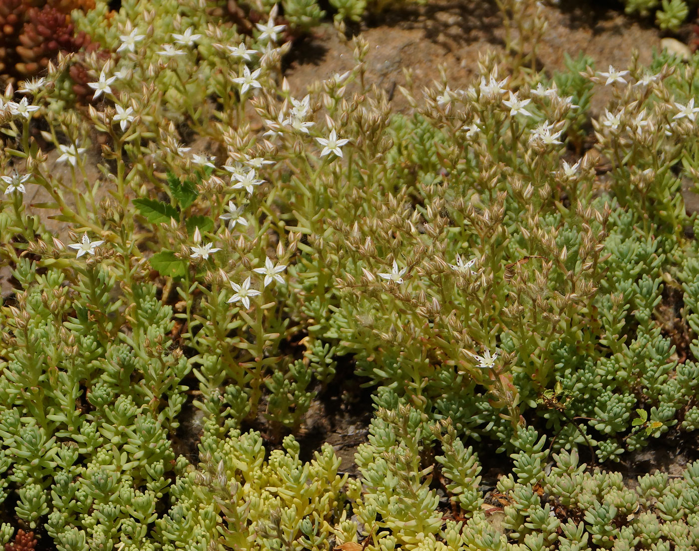 Изображение особи Sedum pallidum.