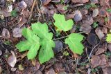 Heracleum sibiricum. Лист. Свердловская обл., окр. г. Североуральск, обочина дороги под ЛЭП. 15.10.2017.