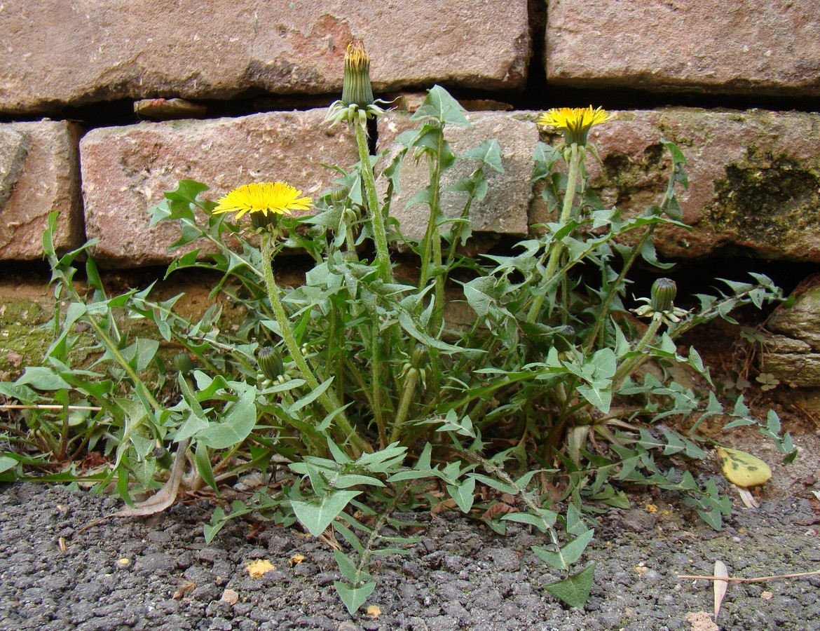 Image of genus Taraxacum specimen.