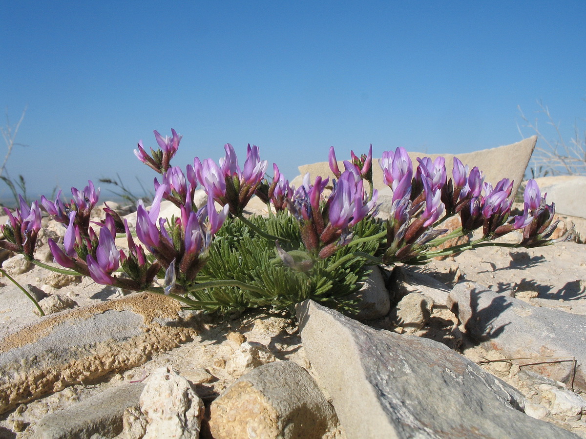 Изображение особи Astragalus falcigerus.