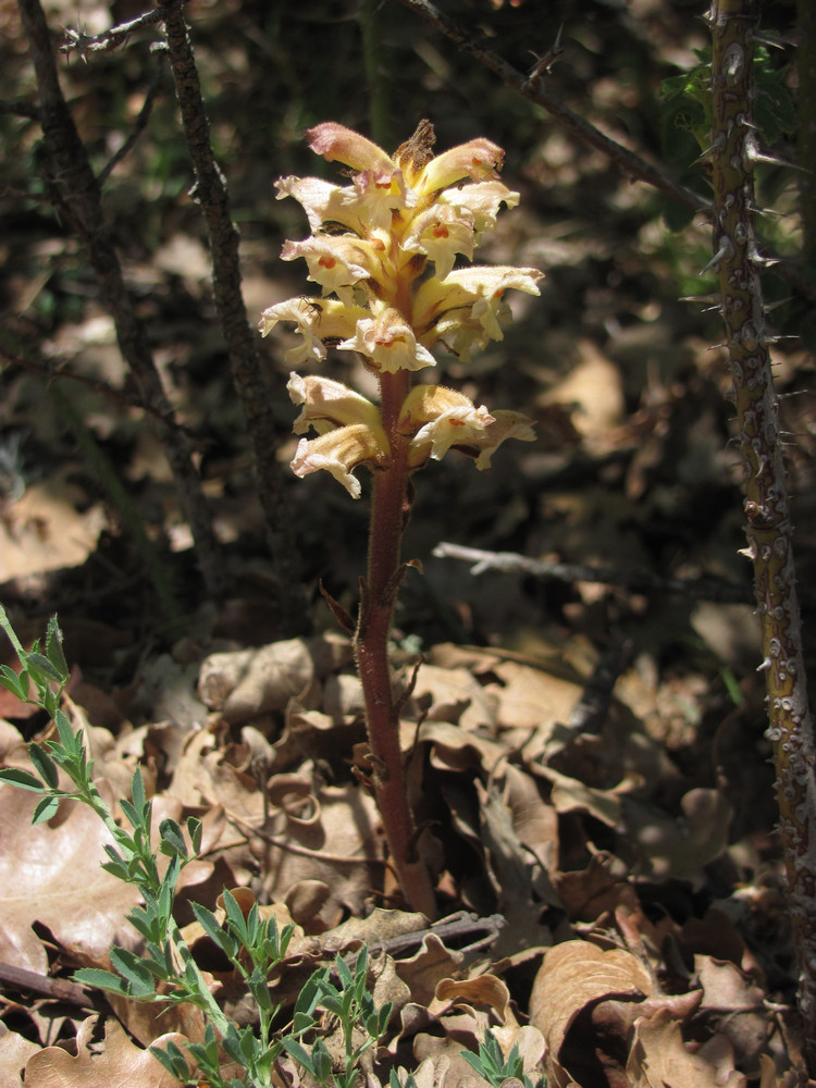 Image of Orobanche lutea var. buekiana specimen.