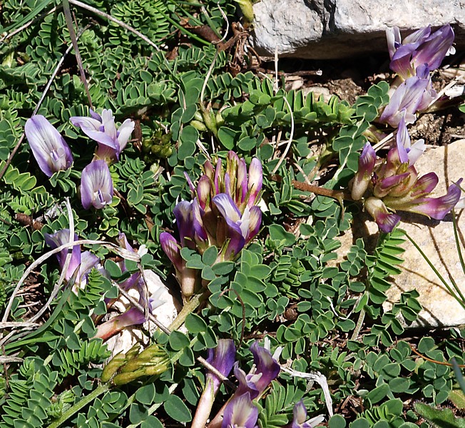 Изображение особи Astragalus buschiorum.