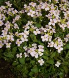Arabis caucasica