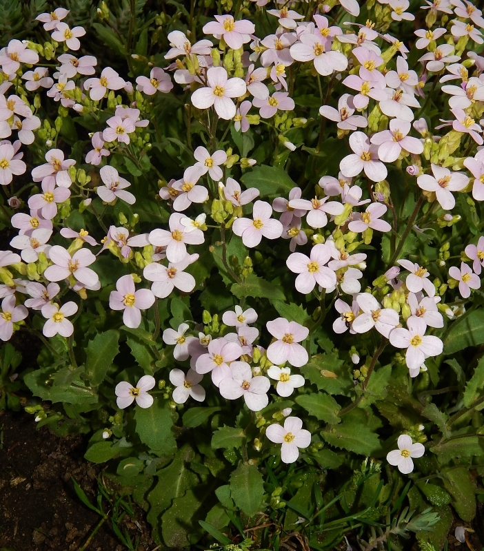 Image of Arabis caucasica specimen.