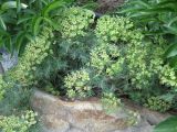 Euphorbia cyparissias