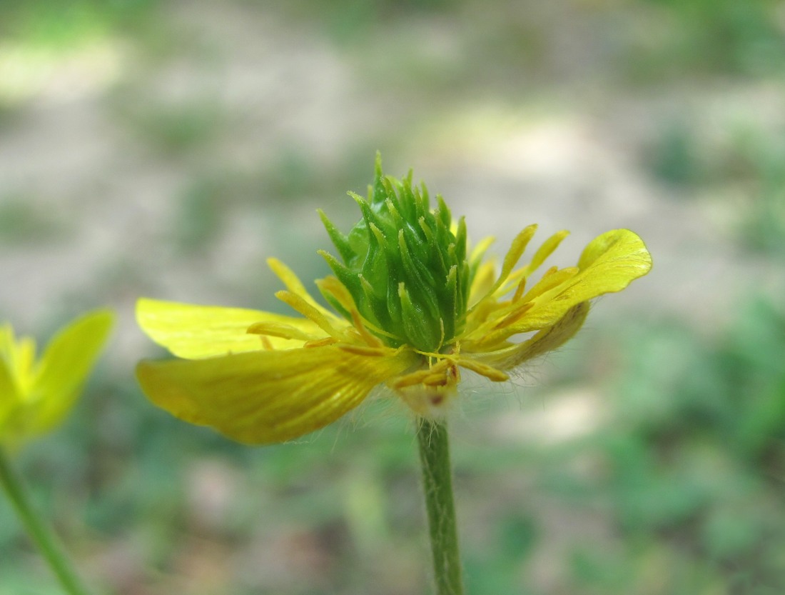 Image of Ranunculus oxyspermus specimen.