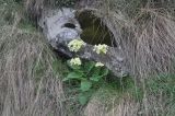 Primula cordifolia