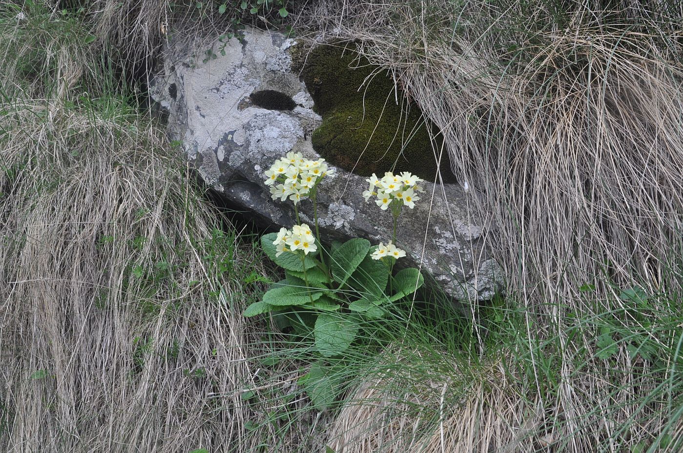 Image of Primula cordifolia specimen.