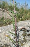 Erysimum collinum. Нижняя часть цветущего растения. Дагестан, г. о. Махачкала, гора Тарки-Тау, камень на лугу. 05.05.2018.
