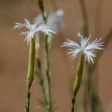 Dianthus squarrosus. Цветки. Ростовская обл., Верхнедонской р-н, окр. хут. Морозовский, ур. Большие Буруны. 01.07.2018.