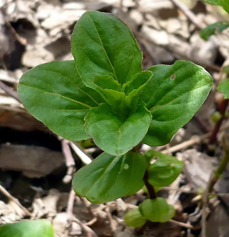 Изображение особи Mentha arvensis.