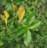 genus Daphne