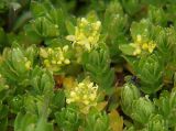 genus Cruciata. Верхушки побегов с соцветиями. Северная Осетия, Алагирское ущелье, окр. пос. Нар, склоны Бокового хребта, 1730 м н.у.м. 07.05.2010.